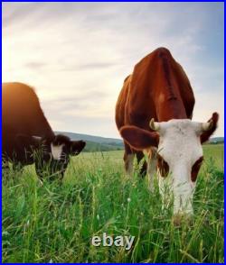 20 KG FARMLAND PERMANENT PASTURE GRASS SEED WITH CLOVER for Seeding, Overseeding