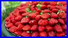 Agriculture_Equipment_Strawberry_Processing_01_pnag