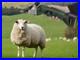 Cordless_Outback_Sheep_Shearer_Masterclip_Sheep_Clipper_with_Dagging_Blade_01_bipo