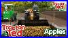 Lets_Look_At_Apples_Tractor_Ted_Shorts_Tractor_Ted_Oficial_Channel_01_evdm
