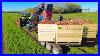Strip_Farming_Harvesting_Red_Cabbage_Carrots_And_Belgian_Endive_Ctf_Bi_Jovira_Organic_Farms_01_fp